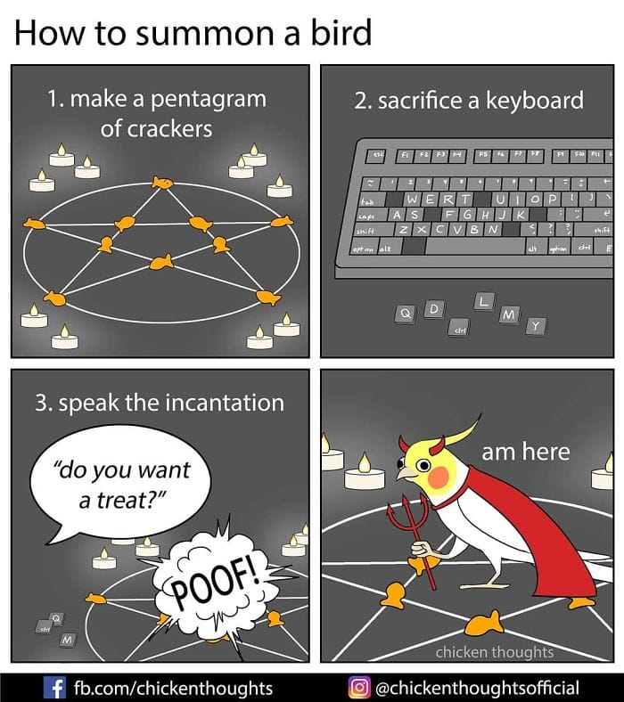 1-49 15+ Times Chicken Thoughts Makes Hilarious Comics About Birds That will Surely Make Your Day