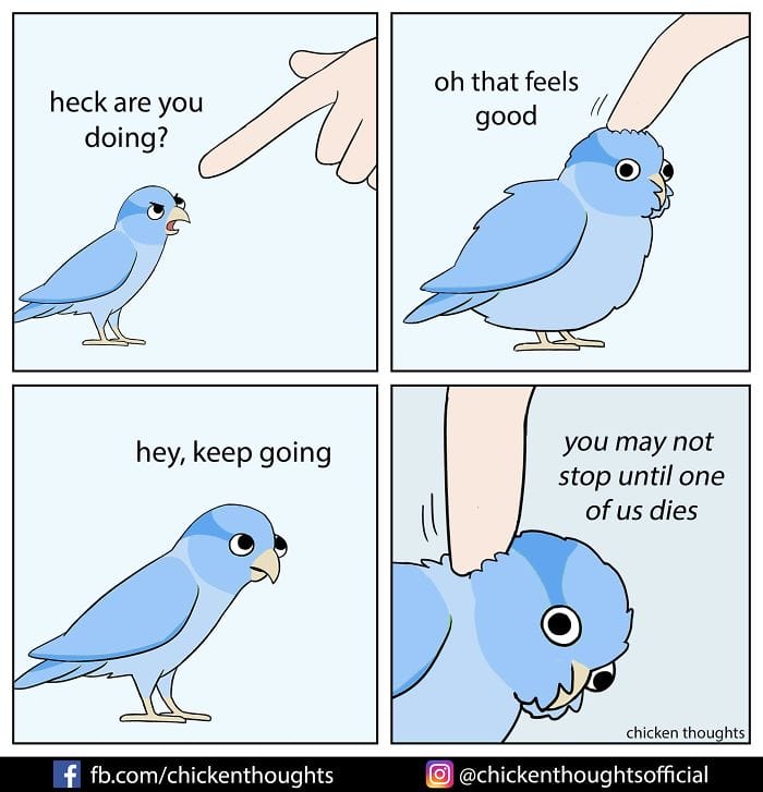 11-51 15+ Times Chicken Thoughts Makes Hilarious Comics About Birds That will Surely Make Your Day