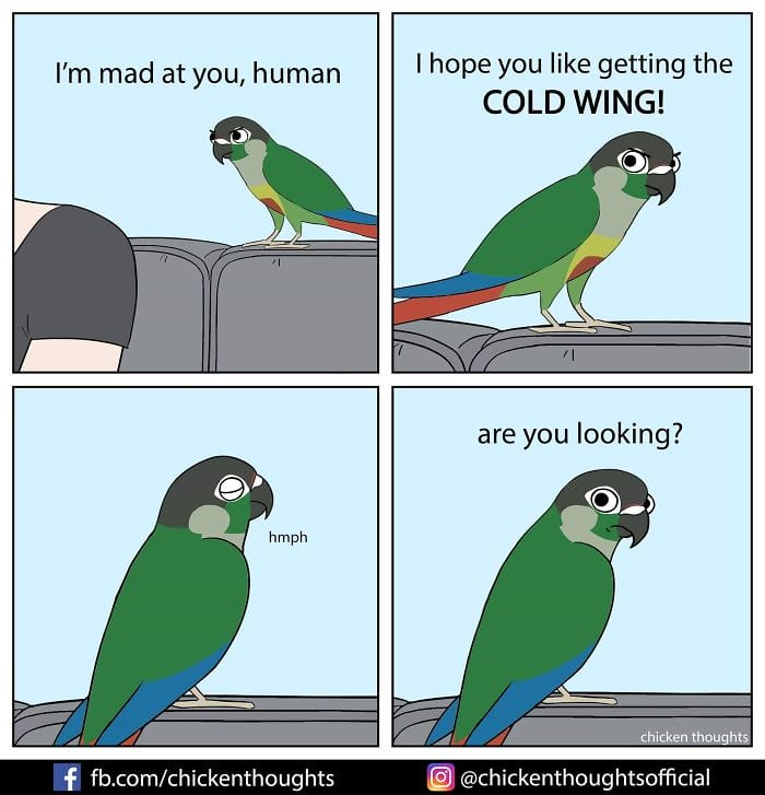 12-49 15+ Times Chicken Thoughts Makes Hilarious Comics About Birds That will Surely Make Your Day
