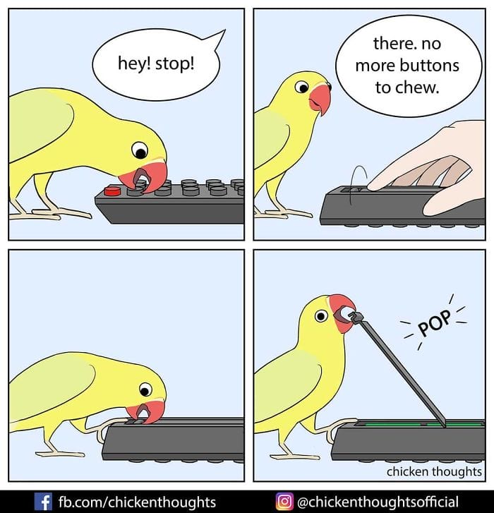 13-50 15+ Times Chicken Thoughts Makes Hilarious Comics About Birds That will Surely Make Your Day