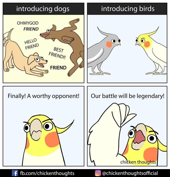 17-46 15+ Times Chicken Thoughts Makes Hilarious Comics About Birds That will Surely Make Your Day