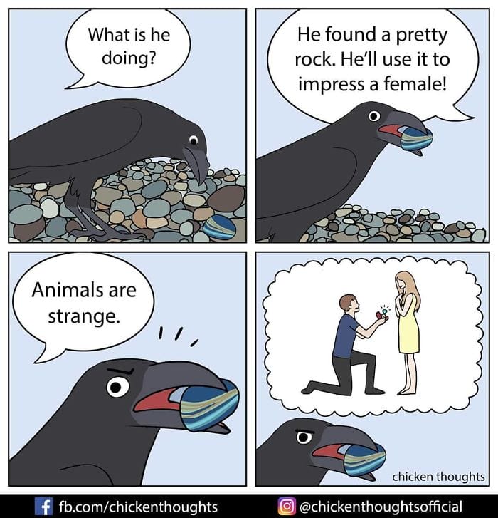 2-50 15+ Times Chicken Thoughts Makes Hilarious Comics About Birds That will Surely Make Your Day