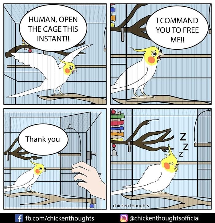 20-50 15+ Times Chicken Thoughts Makes Hilarious Comics About Birds That will Surely Make Your Day