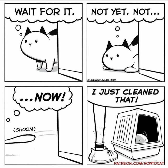 3-89 20 New Comics by Lucas Turnbloom That Hilariously Capture Relatable Cat Behaviors