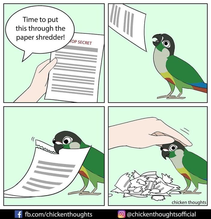 4-49 15+ Times Chicken Thoughts Makes Hilarious Comics About Birds That will Surely Make Your Day