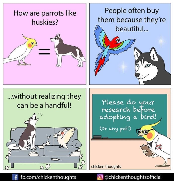 5-50 15+ Times Chicken Thoughts Makes Hilarious Comics About Birds That will Surely Make Your Day