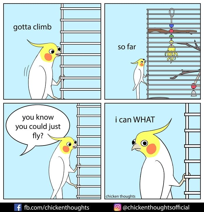 6-50 15+ Times Chicken Thoughts Makes Hilarious Comics About Birds That will Surely Make Your Day