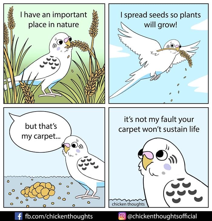 7-49 15+ Times Chicken Thoughts Makes Hilarious Comics About Birds That will Surely Make Your Day