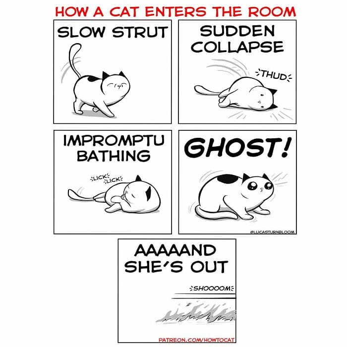 7-89 20 New Comics by Lucas Turnbloom That Hilariously Capture Relatable Cat Behaviors