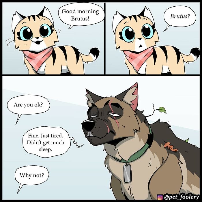 88 Internet Sensation Pet Foolery Never Fails to Amuse Fans With Five Heartwarming Stories