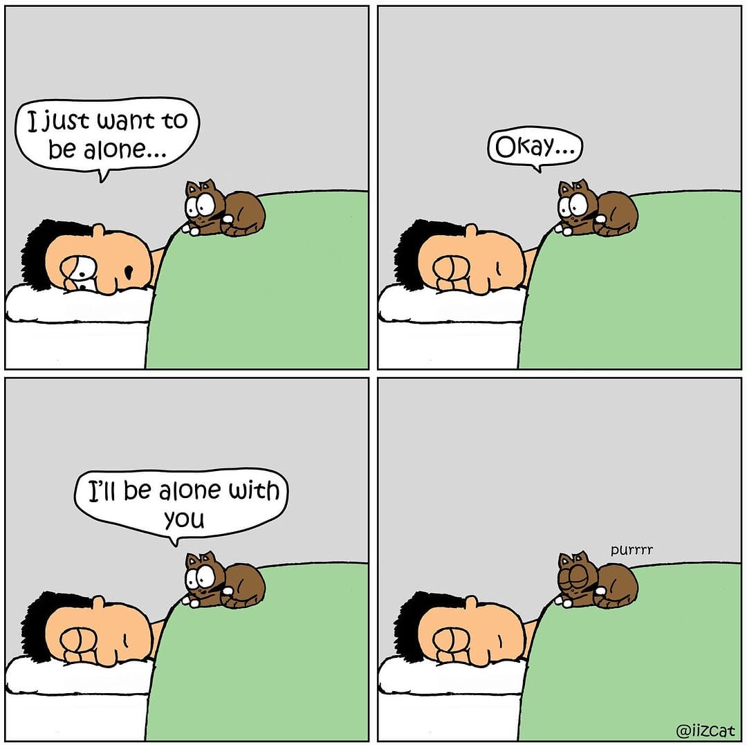 469104601_18474405868021045_8349064978165327881_n 20 Funny New Comics by Nick Filippou That Capture the Essence of Life With a Cat
