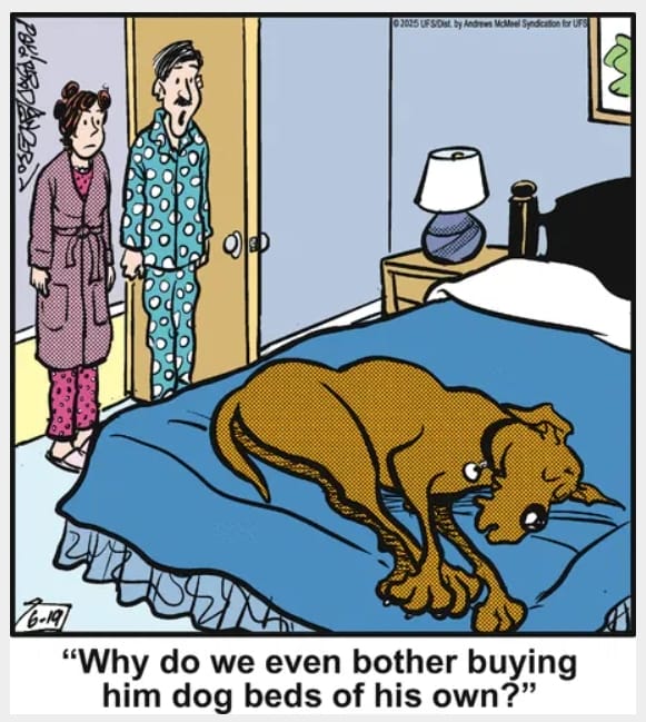 8-43 20 Hilarious Funny Dog Cartoons That Prove Marmaduke Is Top Dog